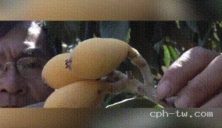竹鹽枇杷乾&copy;萃品匯